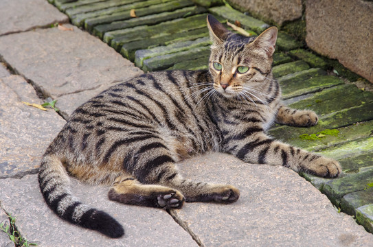 狸花猫