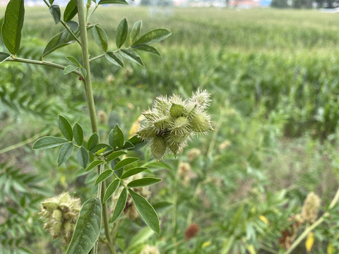 甘草