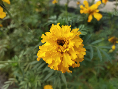 孔雀草特写