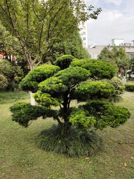 罗汉松景观树