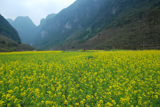 油菜花