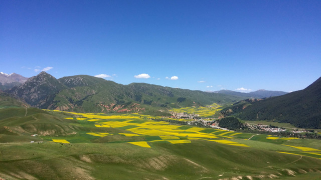 卓尔山油菜花