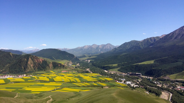 卓尔山油菜花