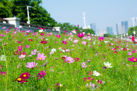 格桑花