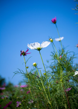 格桑花