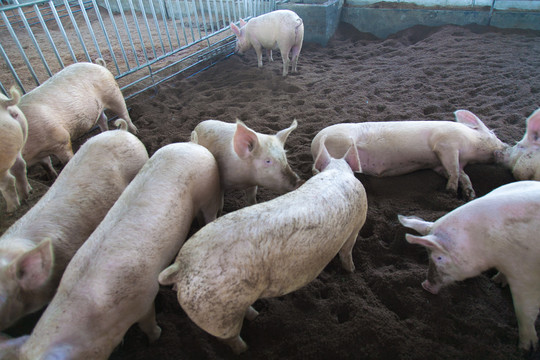 生态猪圈养猪