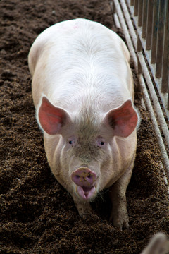 点击查看更多：生态养猪场