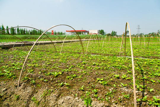 科学生态种植菜园