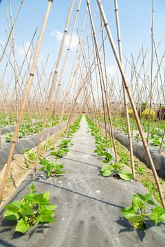 科学生态种植菜园