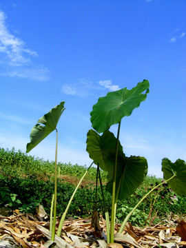 芋豆田