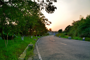 公园绿化道路风景