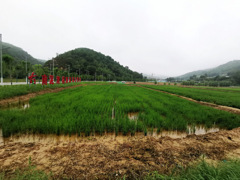 南泥湾的水稻田