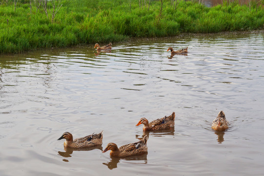 池塘放养鸭