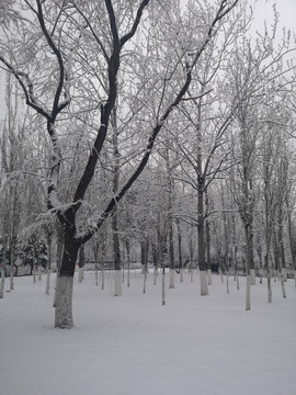 雪景