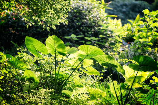 滴水观音绿色植物