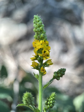 龙芽草