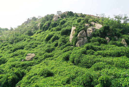 野生葛根