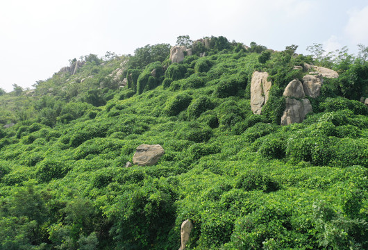 野生葛根