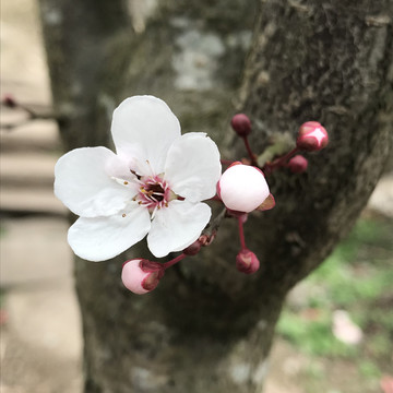 花朵特写