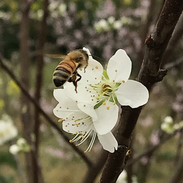 蜜蜂采蜜