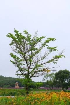 花海