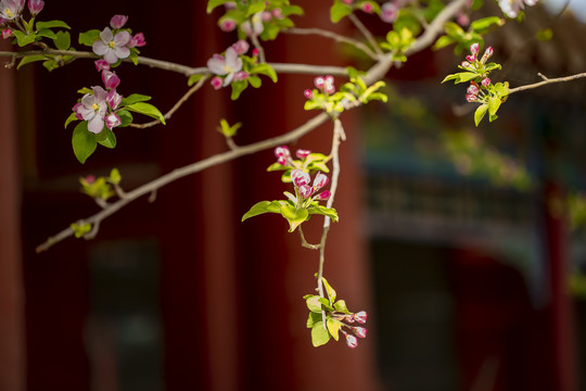 故宫海棠花