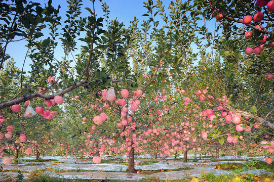 红富士苹果园