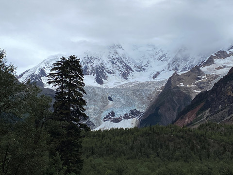 雪松雪山森林