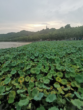 西湖断桥