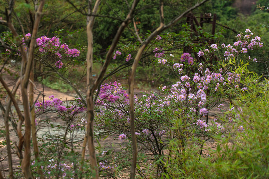 野生紫微花