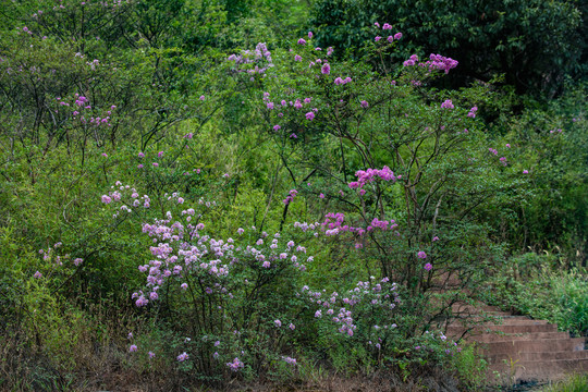 野生紫微花