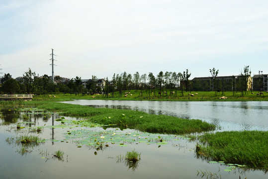 湿地公园