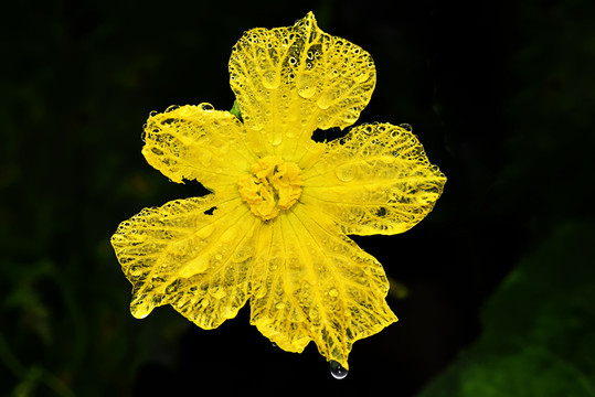 雨中花