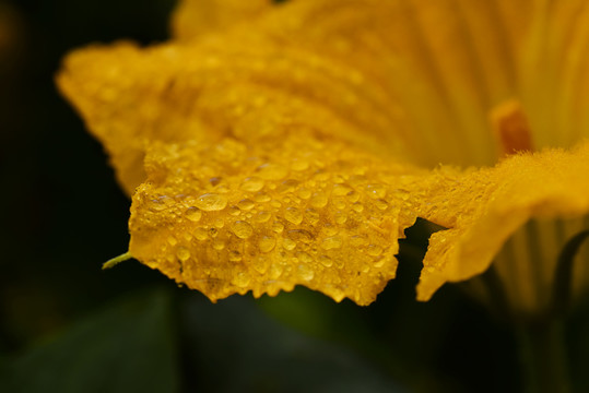 花瓣晨露