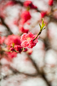 梅花摄影