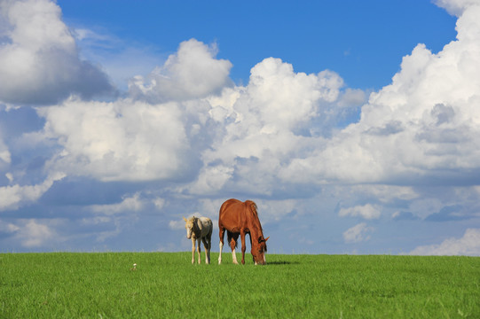 草原蓝天白云下的马