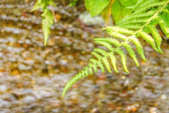 蕨类植物叶子