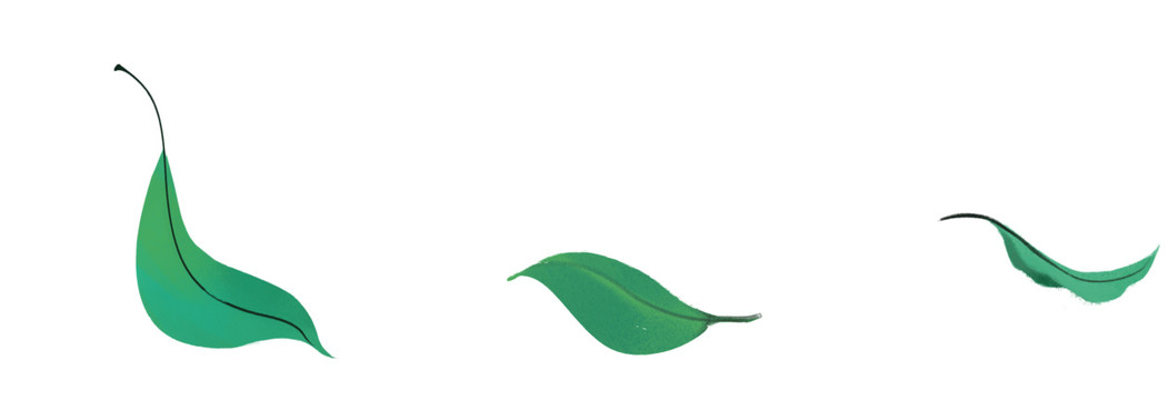 手绘植物小清新绿色单片树叶插画