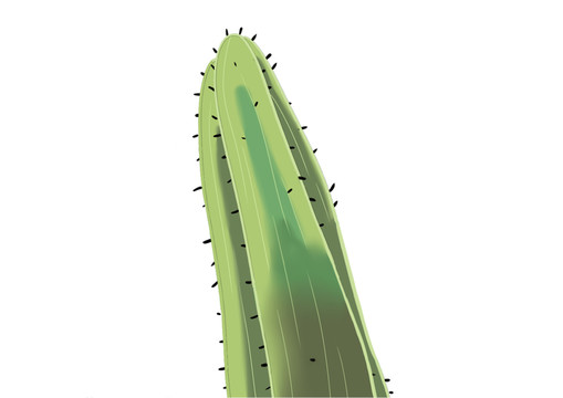 手繪植物小清新柱狀仙人掌插畫