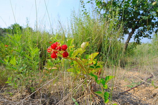 野草莓