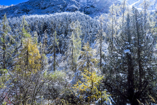 川西高原森林植被雪松