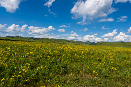 乌兰布统坝上草原风景050