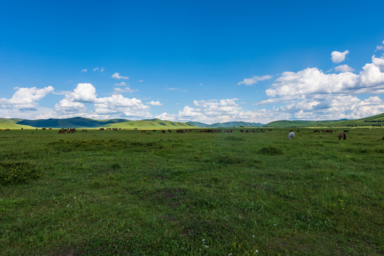 乌兰布统坝上草原风景053