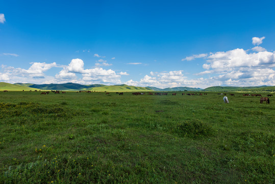 乌兰布统坝上草原风景057