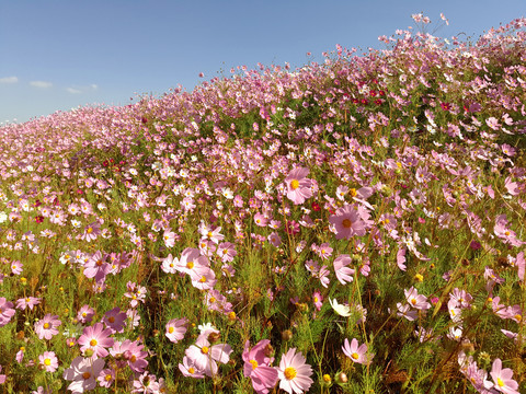 格桑花花海