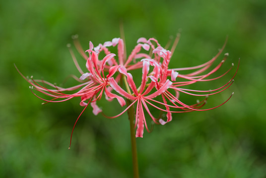 红花石蒜