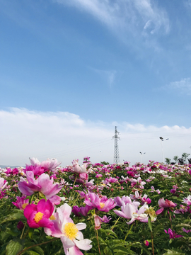 芍藥花海