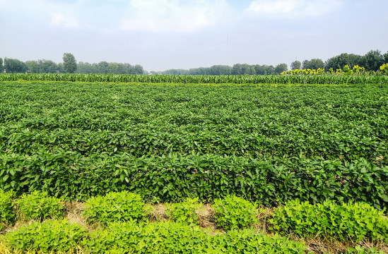 辣椒种植基地