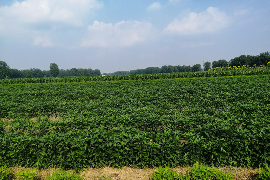 辣椒种植基地