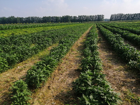 辣椒种植基地